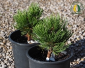 Pinus leucodermis 'Schmidtii'